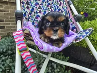 Dahlia (AKC) Genectic Clear, a female Cavalier King Charles Spaniel for sale in Grabill, IN – Photo 6 of 8