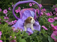 Dora(AKC)Genectic Clear, a female Cavalier King Charles Spaniel for sale in Grabill, IN – Photo 7 of 9