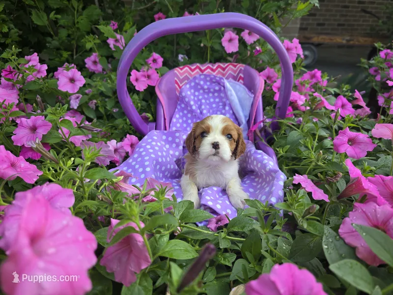 Dora(AKC)Genectic Clear, a female Cavalier King Charles Spaniel for sale in Grabill, IN – Photo 1 of 9