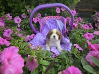 Dora(AKC)Genectic Clear, a female Cavalier King Charles Spaniel for sale in Grabill, IN – Photo 1 of 9