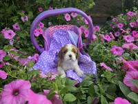 Dora(AKC)Genectic Clear, a female Cavalier King Charles Spaniel for sale in Grabill, IN – Photo 8 of 9