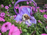 Dora(AKC)Genectic Clear, a female Cavalier King Charles Spaniel for sale in Grabill, IN – Photo 5 of 9