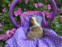 Dora(AKC)Genectic Clear, a female Cavalier King Charles Spaniel for sale in Grabill, IN – Photo 4 of 9