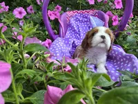Dora(AKC)Genectic Clear, a female Cavalier King Charles Spaniel for sale in Grabill, IN – Photo 3 of 9