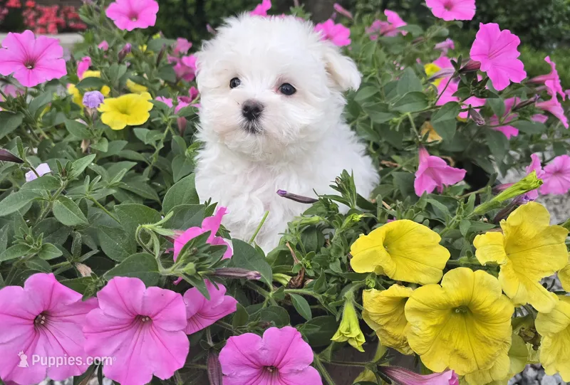 Teddy (Vet checked Clear), a male Maltese for sale in Grabill, IN – Photo 1 of 8