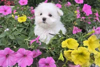 Teddy (Vet checked Clear), a male Maltese for sale in Grabill, IN – Photo 1 of 8