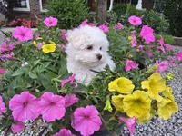 Teddy (Vet checked Clear), a male Maltese for sale in Grabill, IN – Photo 5 of 8