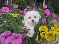 Teddy (Vet checked Clear), a male Maltese for sale in Grabill, IN – Photo 3 of 8