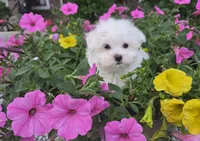 Teddy (Vet checked Clear), a male Maltese for sale in Grabill, IN – Photo 2 of 8