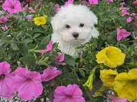 Teddy (Vet checked Clear), a male Maltese for sale in Grabill, IN – Photo 4 of 8