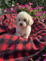 Cody , a male Maltipoo for sale in Grabill, IN – 4 of 6
