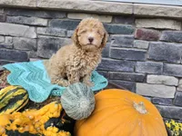 Caden AKC, a male Poodle - Toy  for sale in Grabill, IN – Photo 5 of 9
