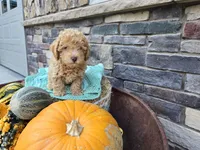 Caden AKC, a male Poodle - Toy  for sale in Grabill, IN – Photo 2 of 9