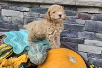 Caden AKC, a male Poodle - Toy  for sale in Grabill, IN – Photo 4 of 9