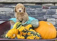 Caden AKC, a male Poodle - Toy  for sale in Grabill, IN – Photo 8 of 9