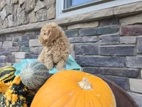 Caden AKC, a male Poodle - Toy  for sale in Grabill, IN – Photo 7 of 9