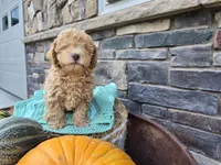 Caden AKC, a male Poodle - Toy  for sale in Grabill, IN – Photo 3 of 9