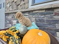 Caden AKC, a male Poodle - Toy  for sale in Grabill, IN – Photo 6 of 9