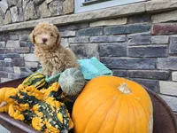 Caden AKC, a male Poodle - Toy  for sale in Grabill, IN – Photo 9 of 9