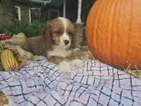 Autumn, a female Cavapoo for sale in Grabill, IN – Photo 1 of 7