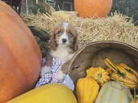 Autumn, a female Cavapoo for sale in Grabill, IN – Photo 5 of 7
