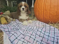 Autumn, a female Cavapoo for sale in Grabill, IN – Photo 6 of 7