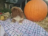 Autumn, a female Cavapoo for sale in Grabill, IN – Photo 4 of 7