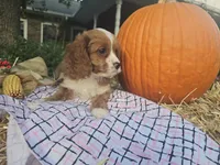 Autumn, a female Cavapoo for sale in Grabill, IN – Photo 7 of 7