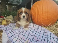 Autumn, a female Cavapoo for sale in Grabill, IN – Photo 3 of 7