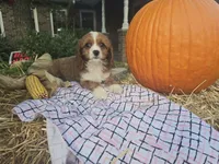 Autumn, a female Cavapoo for sale in Grabill, IN – Photo 2 of 7