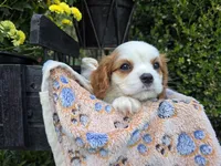 Tanner AKC, a male Cavalier King Charles Spaniel for sale in Grabill, IN – 7 of 8