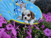 Tanner, a male Cavalier King Charles Spaniel for sale in Grabill, IN – 2 of 6