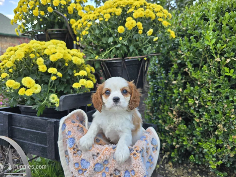 Teddy AKC – Cavalier King Charles Spaniel puppy for sale in Grabill, IN