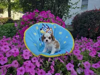 Tanner, a male Cavalier King Charles Spaniel for sale in Grabill, IN – 5 of 6
