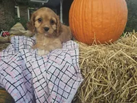 Allie, a female Cavapoo for sale in Grabill, IN – Photo 3 of 3