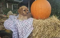 Allie, a female Cavapoo for sale in Grabill, IN – Photo 1 of 3