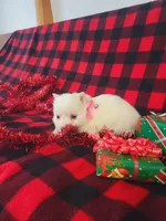 Tessa, a female American Eskimo for sale in Grabill, IN – Photo 7 of 10