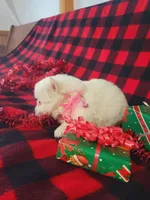 Tessa, a female American Eskimo for sale in Grabill, IN – Photo 10 of 10
