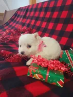 Tessa, a female American Eskimo for sale in Grabill, IN – Photo 9 of 10