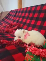Tessa, a female American Eskimo for sale in Grabill, IN – Photo 4 of 10