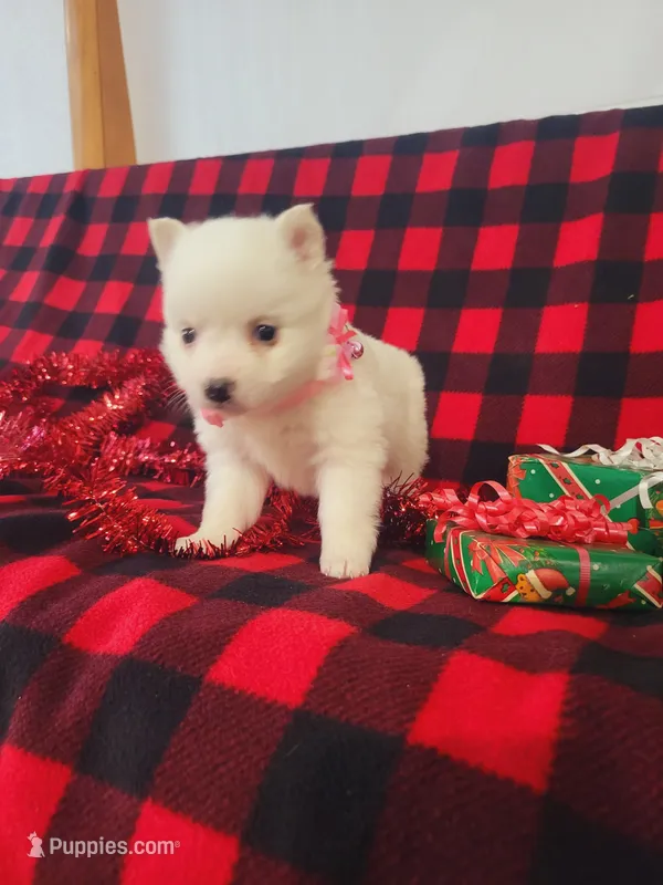 Tessa, a female American Eskimo for sale in Grabill, IN – Photo 1 of 10