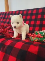 Tessa, a female American Eskimo for sale in Grabill, IN – Photo 1 of 10