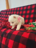 Tessa, a female American Eskimo for sale in Grabill, IN – Photo 2 of 10