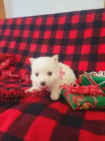 Tessa, a female American Eskimo for sale in Grabill, IN – Photo 5 of 10