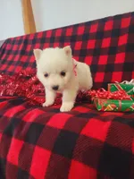 Tessa, a female American Eskimo for sale in Grabill, IN – Photo 3 of 10