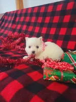Tessa, a female American Eskimo for sale in Grabill, IN – Photo 8 of 10