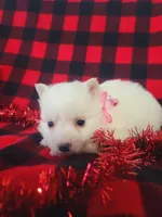 Tessa, a female American Eskimo for sale in Grabill, IN – Photo 6 of 10