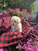 Cody , a male Maltipoo for sale in Grabill, IN – 6 of 6