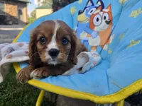 Theo , a male Cavalier King Charles Spaniel for sale in Grabill, IN – 4 of 8
