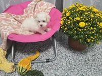 Cece, a female Maltipoo for sale in Grabill, IN – 3 of 5
